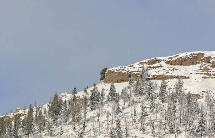 Can you spot the “moose head” among the snow in Yellowstone?