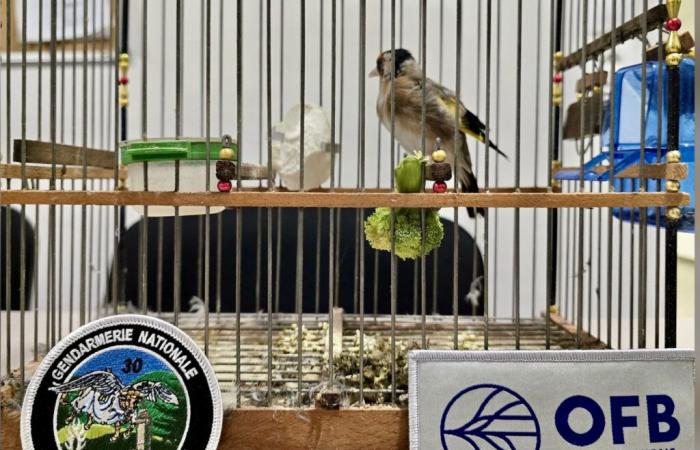 Trafficking in protected species: an elegant goldfinch saved in the Gard – News – Gard – Miscellaneous Facts – Gendarmerie – OFB