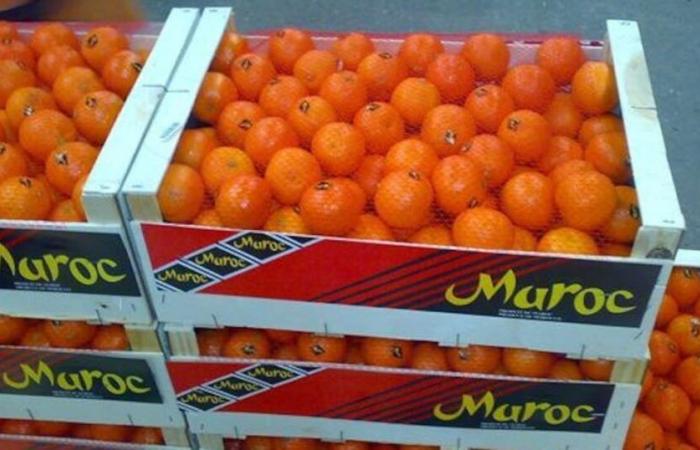 Citrus exports: Morocco consolidates its positioning