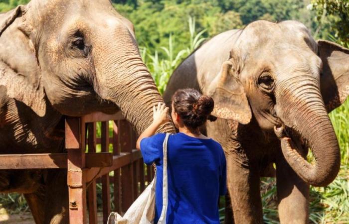 22-year-old Spanish tourist dies while bathing an elephant