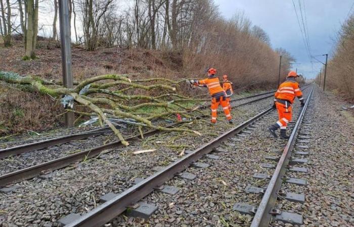 passengers of a TER train stuck on the tracks due to a falling tree in the Somme