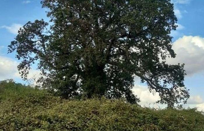 Remarkable trees of Haute-Garonne: the Aulon resistance oak, a green giant steeped in history