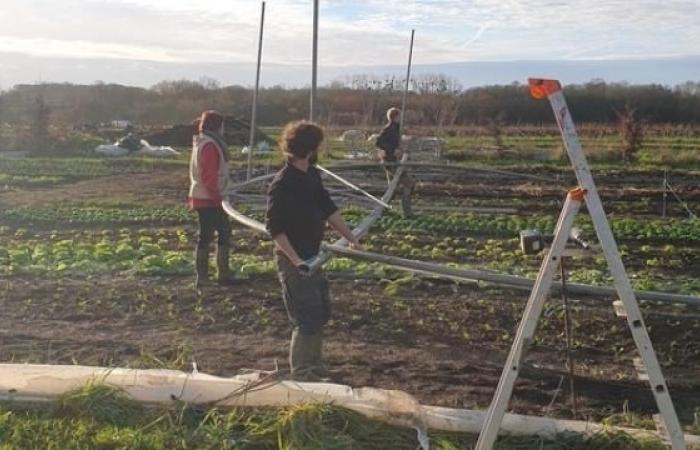 After the storm, the call for help for an organic farm in Loire-Atlantique