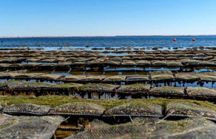 Shellfish farming areas: INRH launches health classification