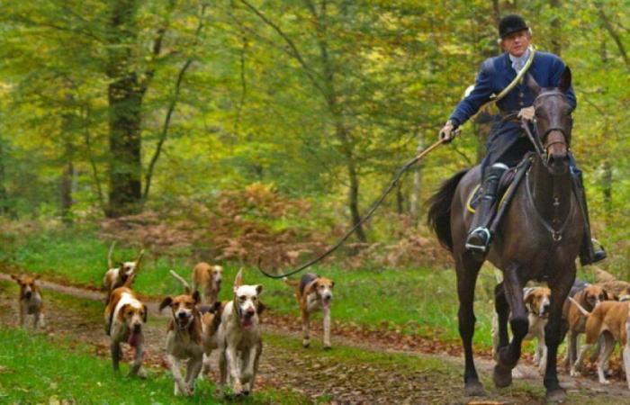 Yvelines: an association denounces the practice of hunting with hounds on its land: News