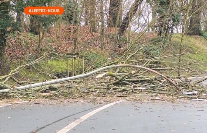 Storm Floriane crosses Belgium: a tree collapses on a car in Beloil, the two occupants are in serious condition