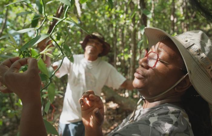 “Guadeloupe, seeds of the future”, a new documentary broadcast on January 6 on Guadeloupe La 1ère