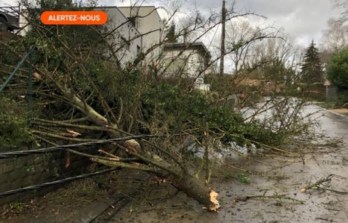 Storm Floriane crosses Belgium: a tree collapses on a car in Beloil, the two occupants are in serious condition