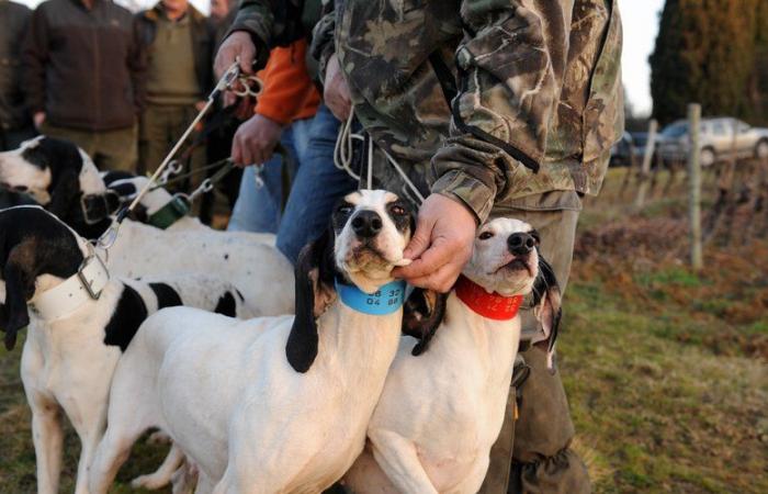 “Concern is inevitably present among hunters…” Aujeszky disease is at the gates of Lot-et-Garonne