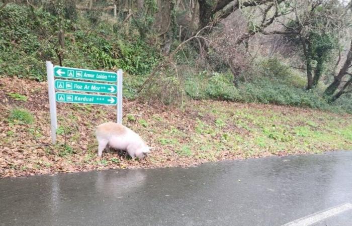 a pig goes to the beach in Trébeurden