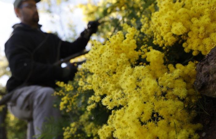 the mimosa harvest is catastrophic on the Côte d'Azur