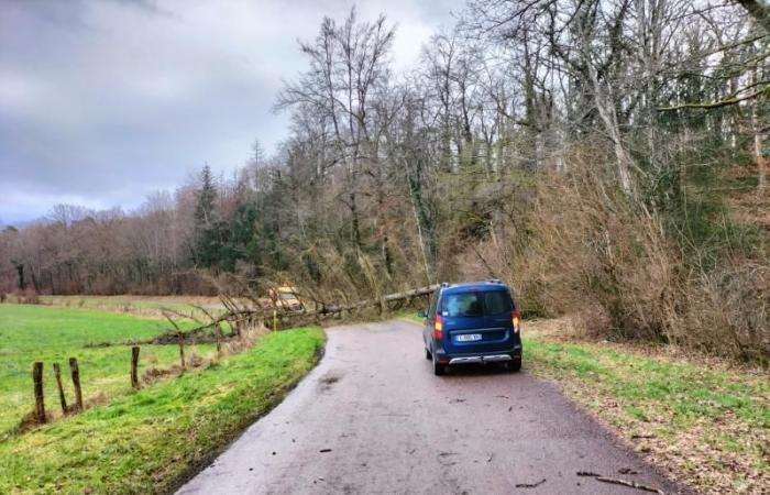 Trees lying on the roads around Colombey