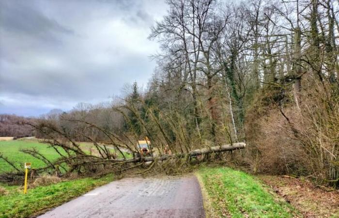 Trees lying on the roads around Colombey