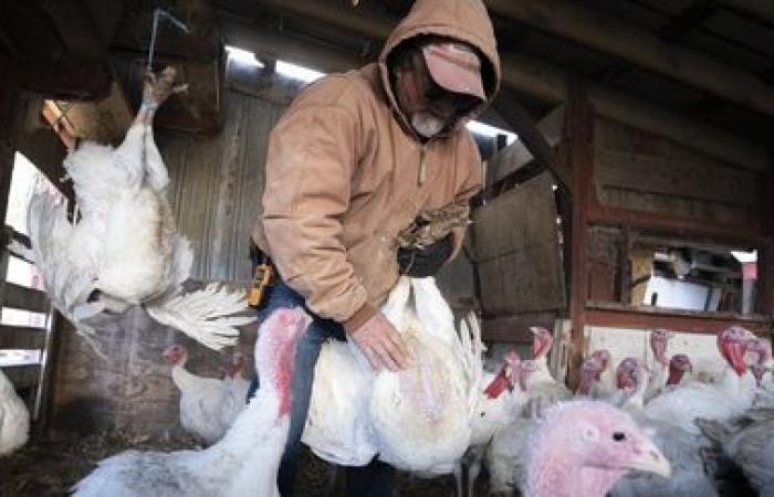 In the United States, avian flu causes first human death