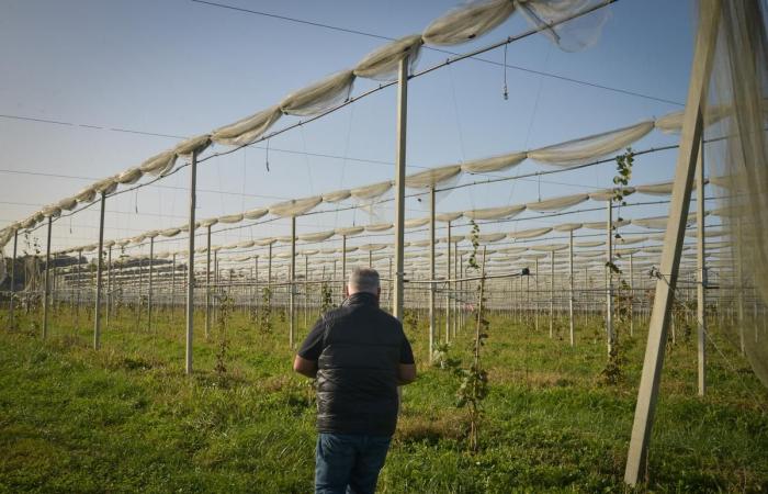 the Adour kiwi, a local pride in the threatened sector?