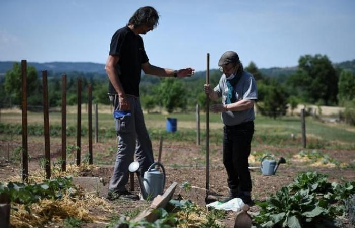 In hospitals or nursing homes, therapeutic gardens are flourishing