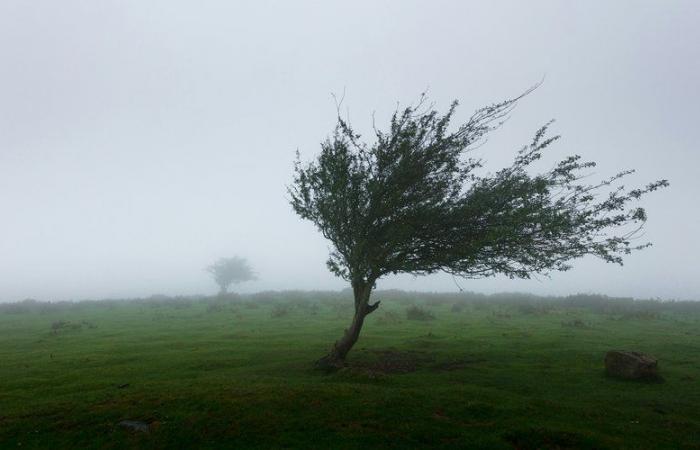 Storm Floriane: 14 departments on orange alert, the depression circulates quickly but intensely from Vendée to the Ardennes via Ile-de-France