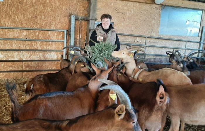 In Eure, after Christmas, offer your tree to the goats!