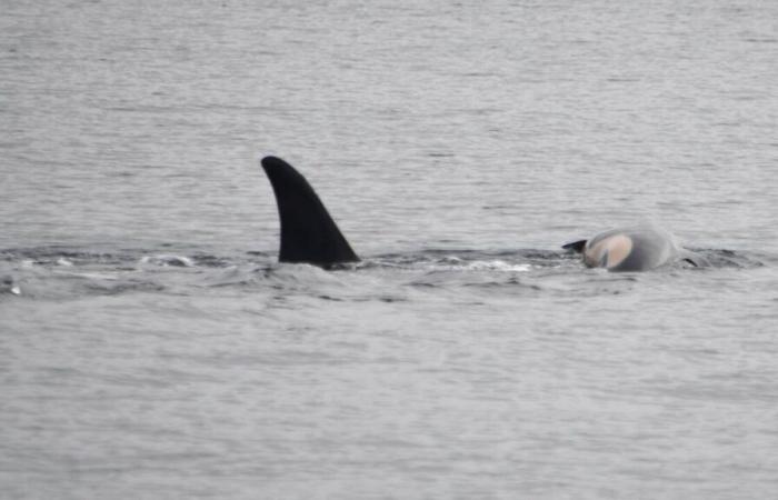 How Tahlequah, the orca who refuses to abandon her young even when dead, has (re)become a symbol