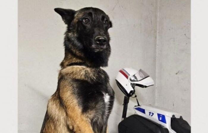 A “stupid and terrible accident” caused the death of Cookie, the Tarn police dog