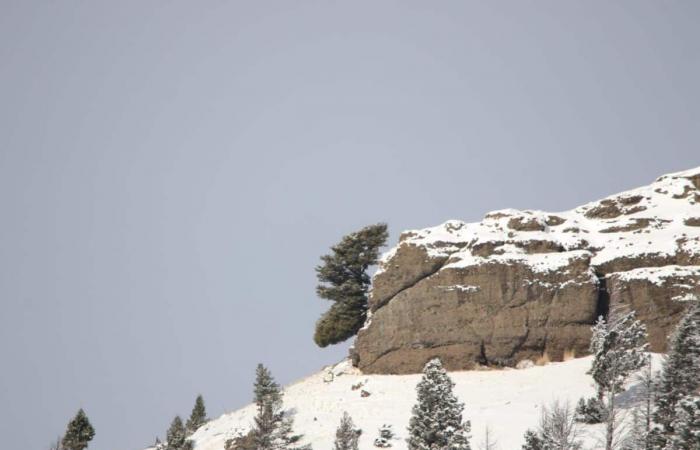 Can you spot the “moose head” among the snow in Yellowstone?