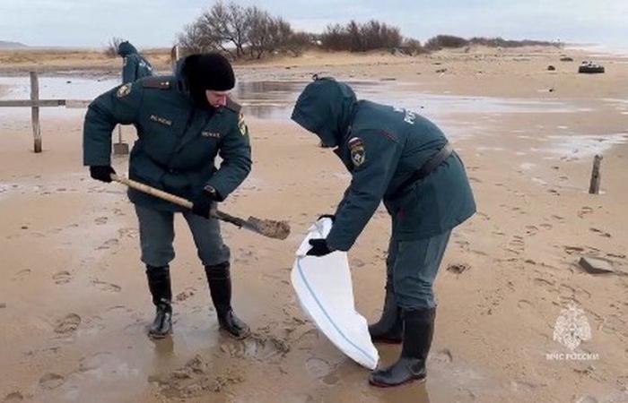 War in Ukraine: polluted coasts, 30 dead porpoises, impossible international cooperation… What we know about the oil spill in Crimea