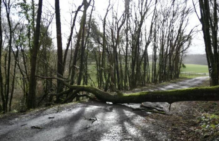 wind gusts to 112 km/h, 2,000 homes without electricity and trees on the roads