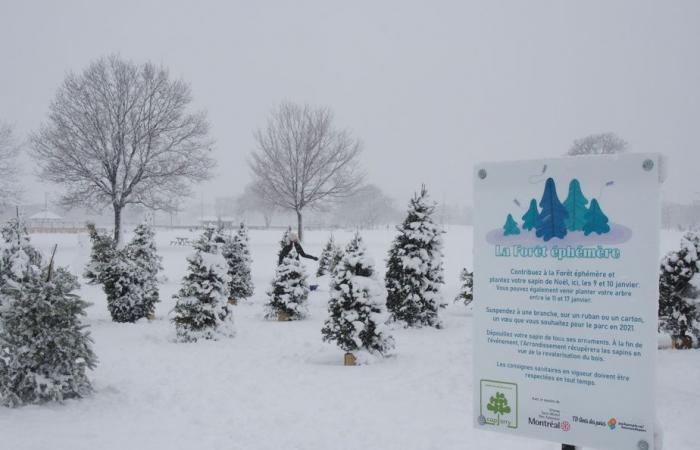 Blue planet, green ideas | The ephemeral fir forest returns to Jarry Park