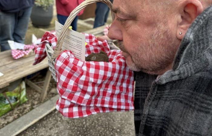 “This winter, it’s a real scourge”: truffles victims of slugs since the start of the season