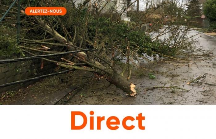 Storm Floriane crosses Belgium: a tree collapses on a car in Beloil, the two occupants are in serious condition