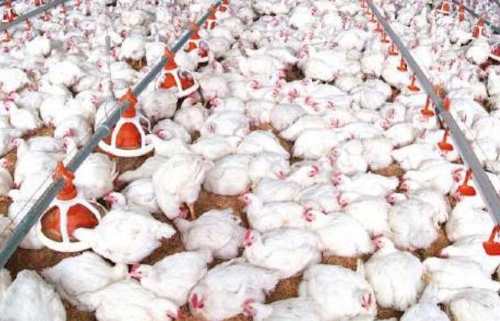 Poultry sector: reinforced provisions in view of Ramadan