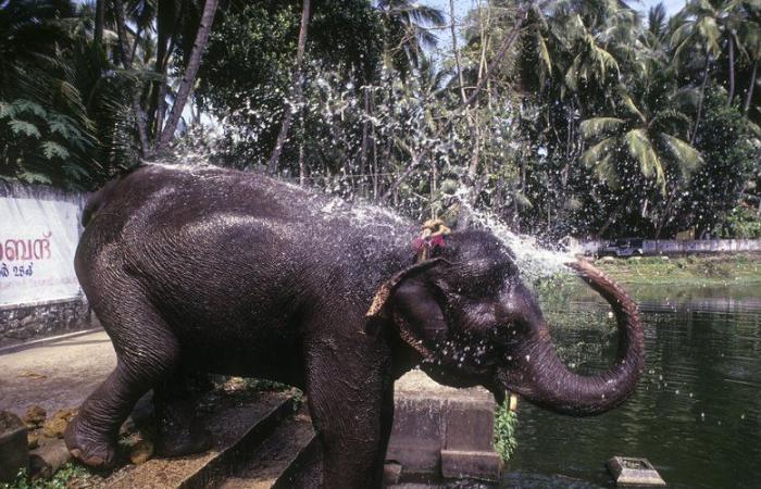 She participated in bathing the animal: a 22-year-old Spanish student killed by an elephant in a sanctuary in Thailand