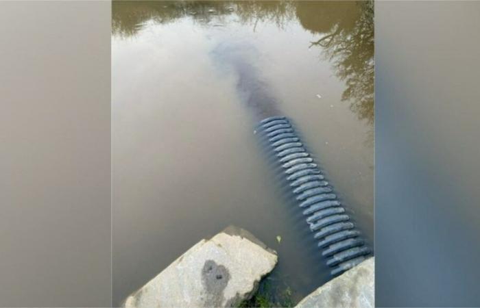 Discharge of “gray” water in this canal in Loire-Atlantique: this is the explanation