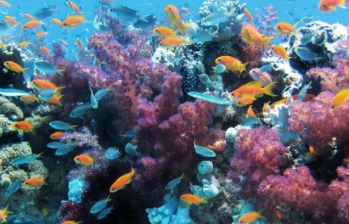 The coral challenge: how to counter coral reef bleaching