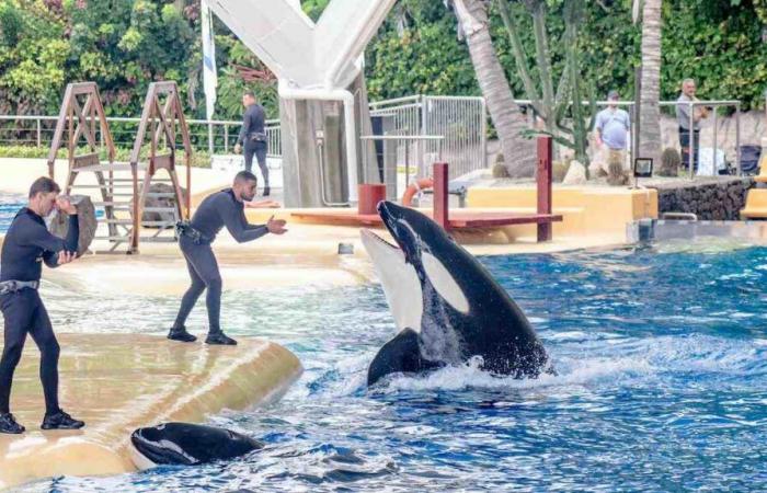 what fate awaits the 4,000 animals in the water park?