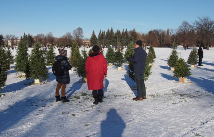 Blue planet, green ideas | The ephemeral fir forest returns to Jarry Park