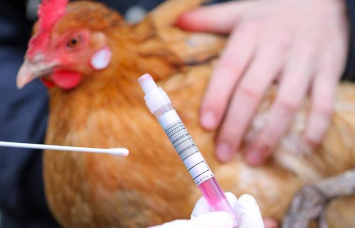 A first human death linked to avian flu has been recorded in the United States