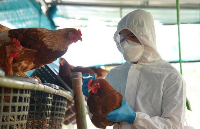 Sixty-year-old becomes first human victim linked to bird flu in the United States