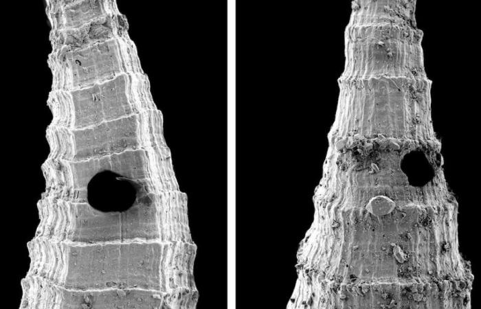 Cambrian fossils bear witness to the oldest known evolutionary duel