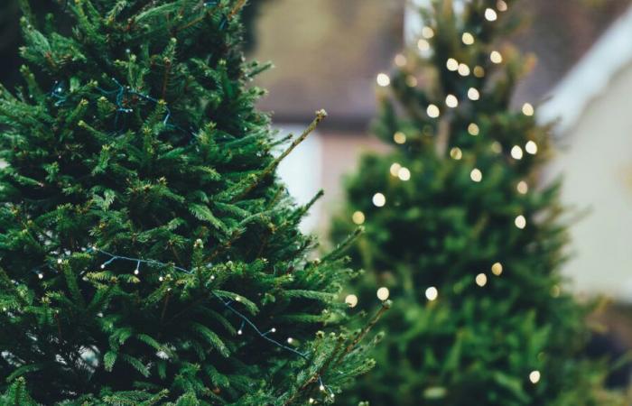 Métropole de Lyon: where to leave your tree after the holidays?