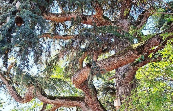 Nailloux. Exhibition: the remarkable trees of Haute-Garonne