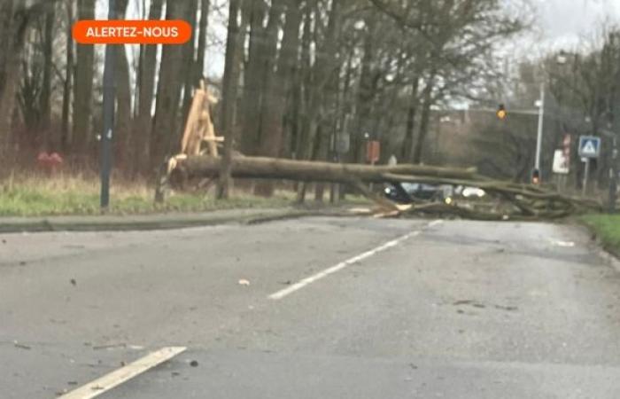 Storm Floriane crosses Belgium: a tree collapses on a car in Beloil, the two occupants are in serious condition