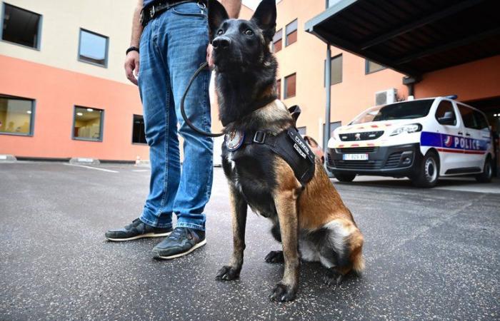 Cookie, the first sniffer dog of the Tarn national police, died crushed by a truck