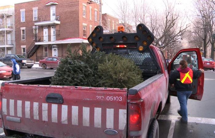 Blue planet, green ideas | The ephemeral fir forest returns to Jarry Park