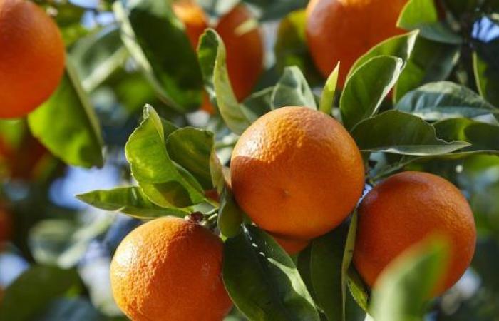 Moroccan citrus exports up sharply for the 2024/2025 campaign – AgriMaroc.ma