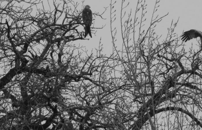 “The red kite thrives in the Gers”: passionate ornithologists record birds of prey in the department