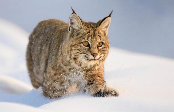 the unusual rescue of two frozen lynx at the top of an electric pole