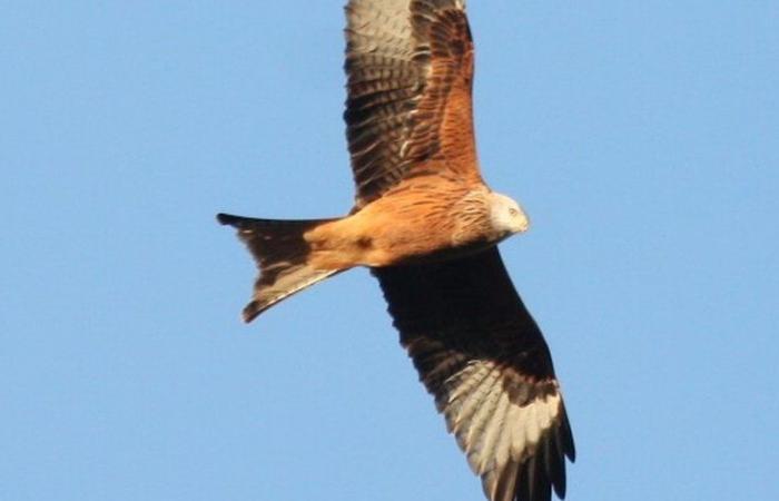 “The red kite thrives in the Gers”: passionate ornithologists record birds of prey in the department