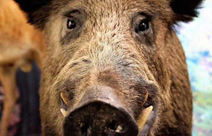 A “100% halal” butcher’s shop closed urgently, it sold wild boar