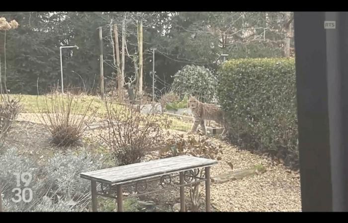 Lausanne: a lynx was seen in a garden